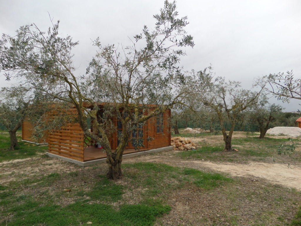 Vineyard near Cartaxo, Portugal